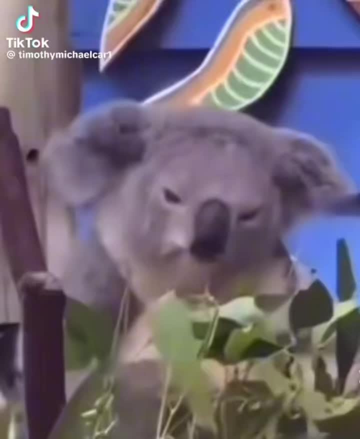 @AwwdiiWaawii