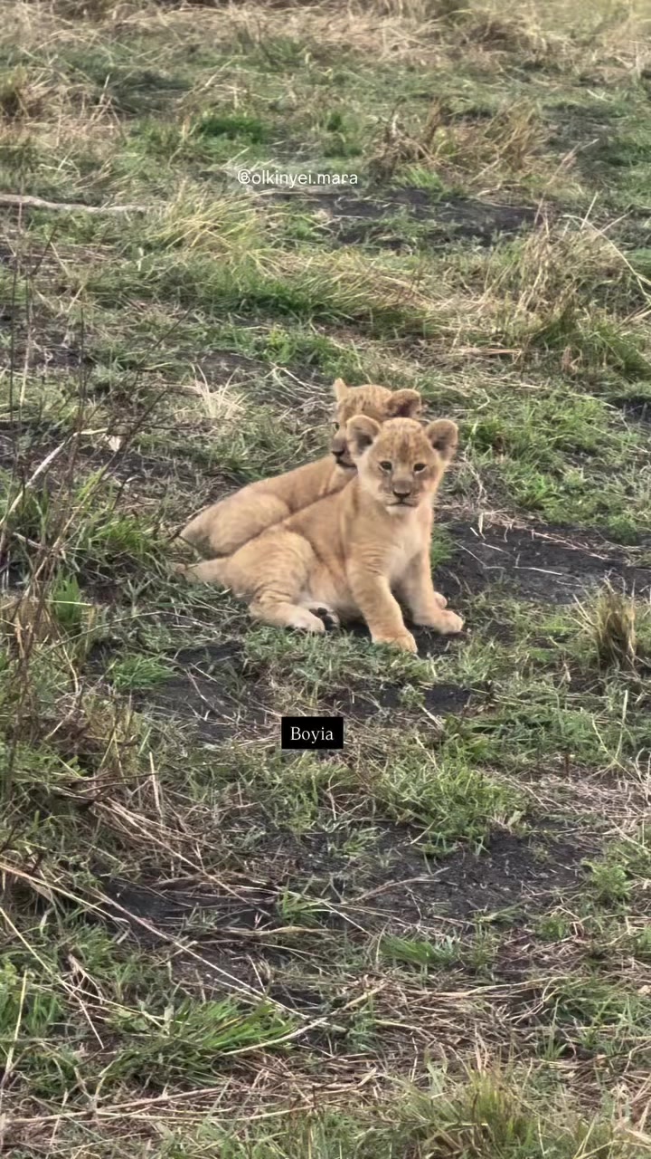 @Guzzicar🦁