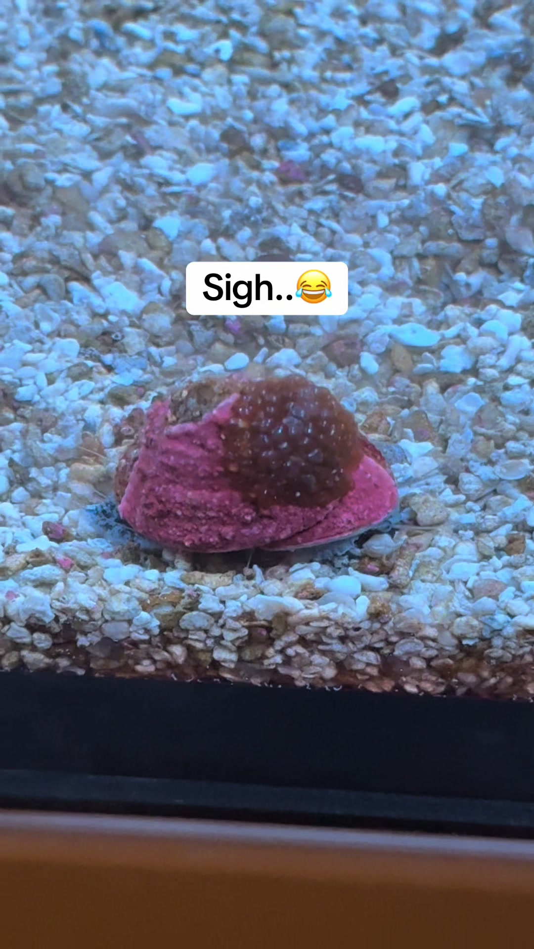 @ReefTok
