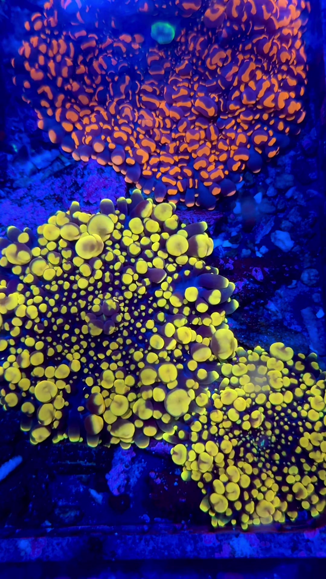 @Cali_Coral_Connect_hxa
