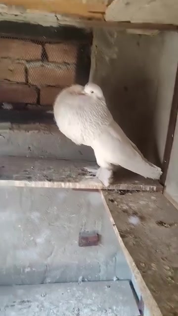 @quality.birds.ajk