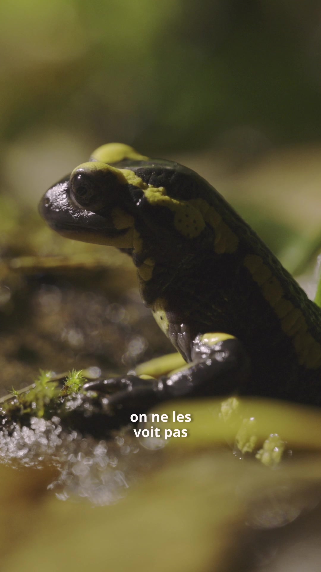 @_nicolasdubois