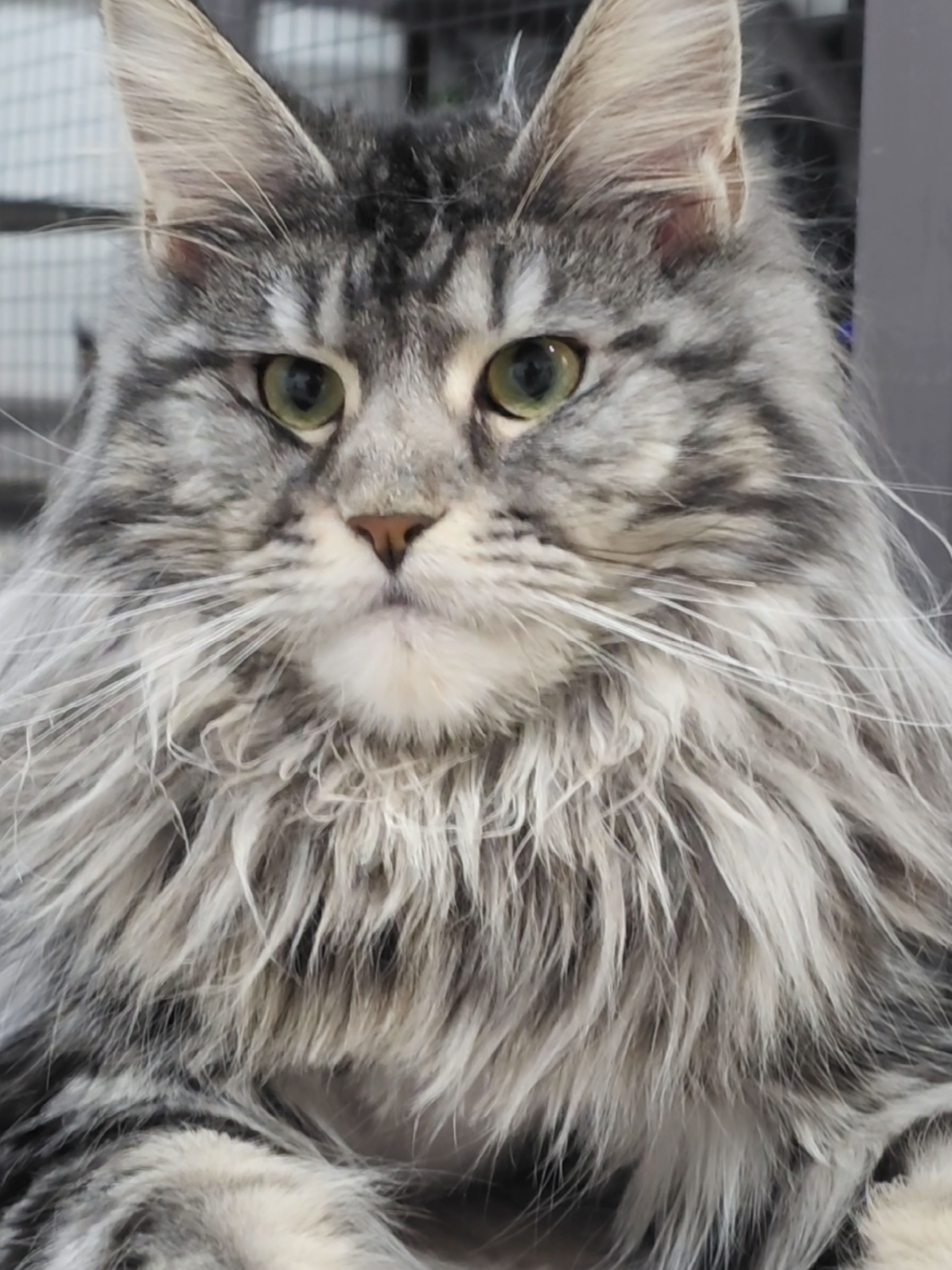@Paw Palace Maine Coon