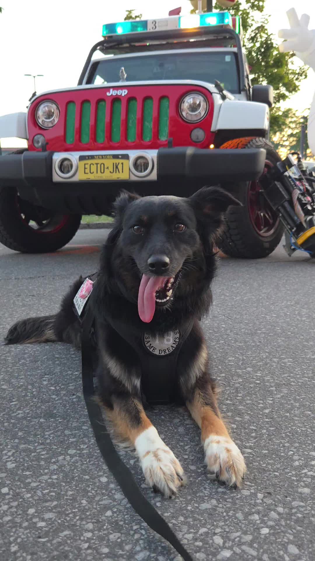 @Nala the Service aussie