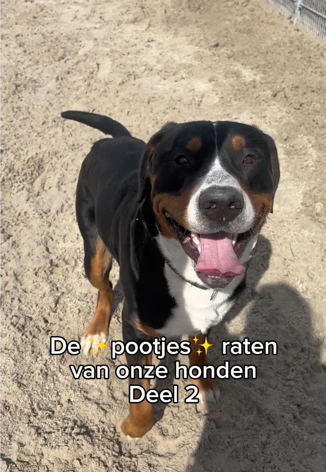 @HuisdierenhotelDeHeggeWeert