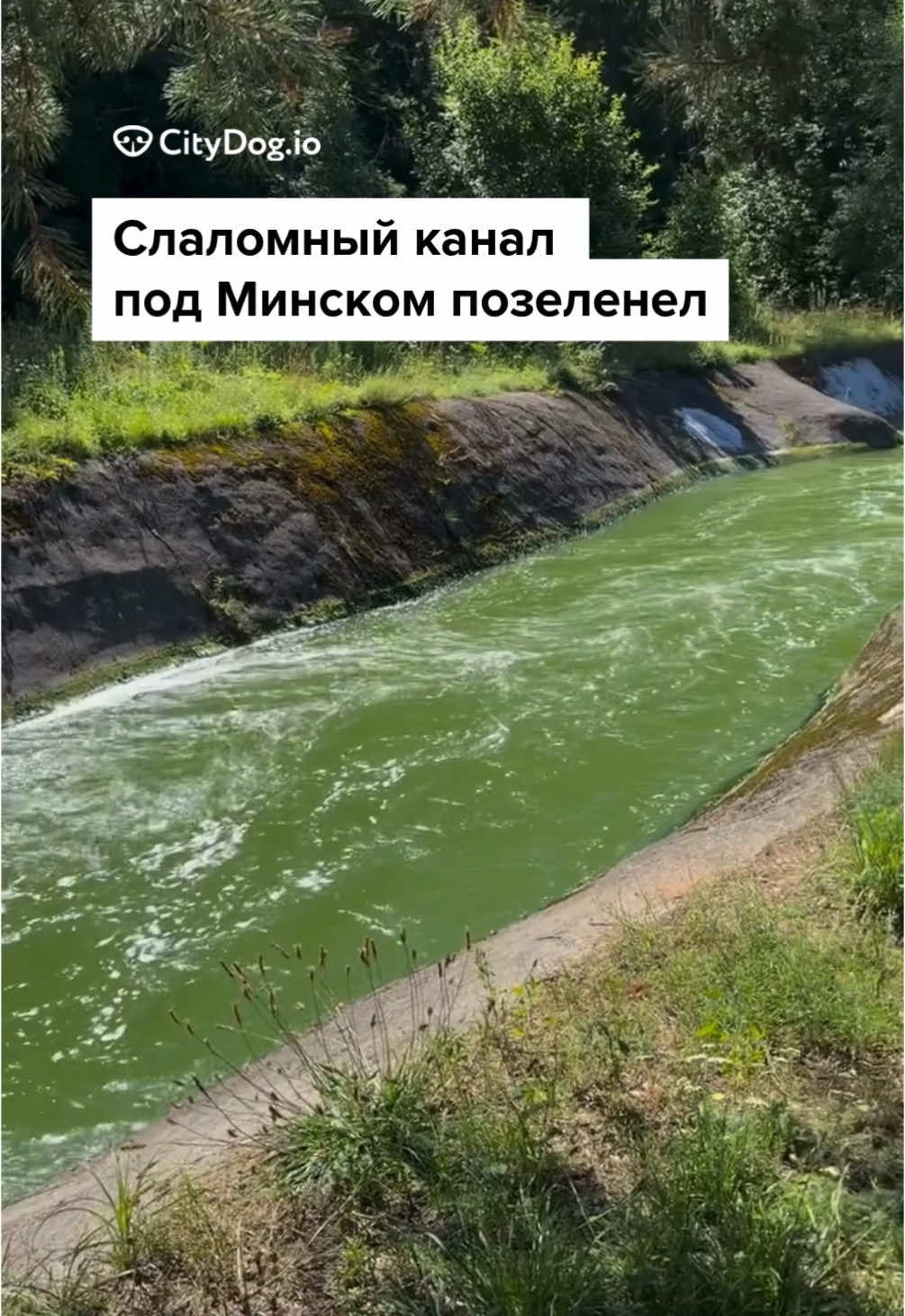 @CityDogby журнал о Минске