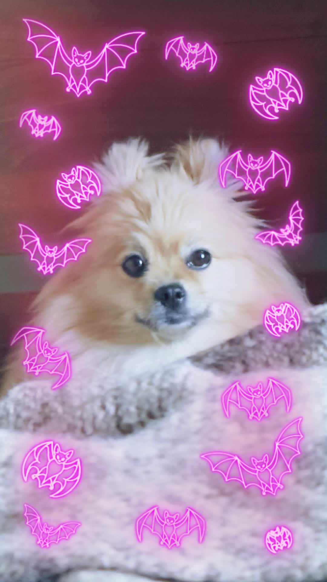 @🌇Burger dog🎇