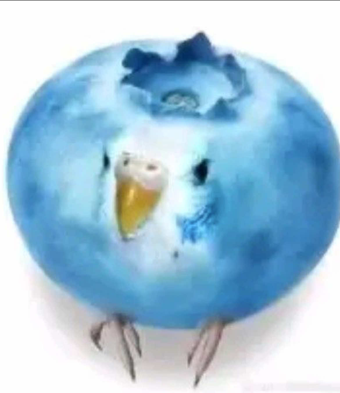 @🪶 lexiii !! 🦉