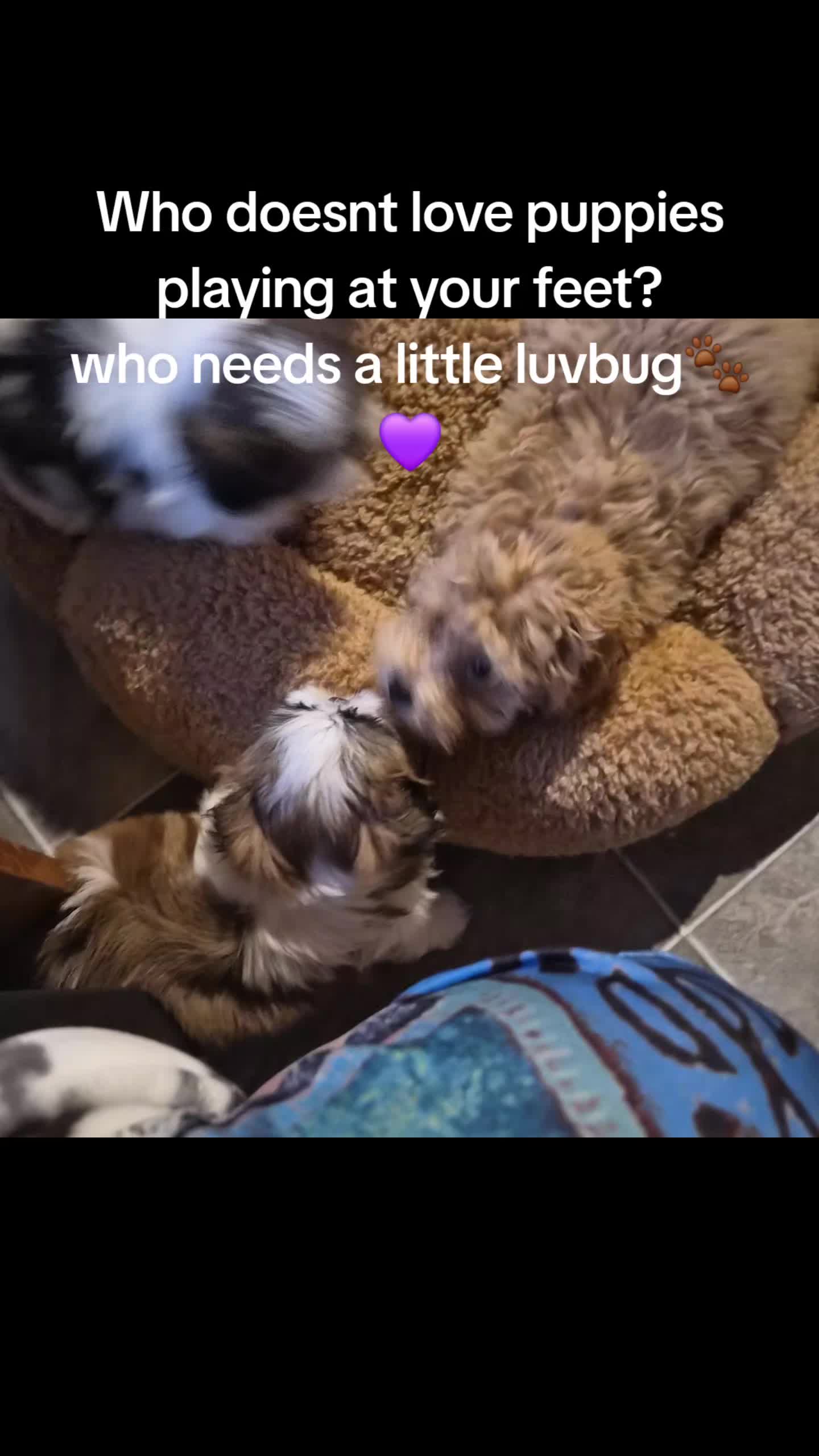 @Barb's Precious Pups