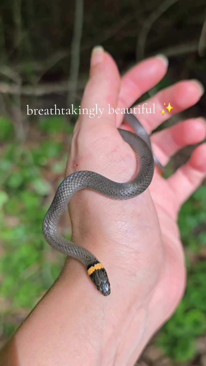 @ivywisteriawild🐝🌿