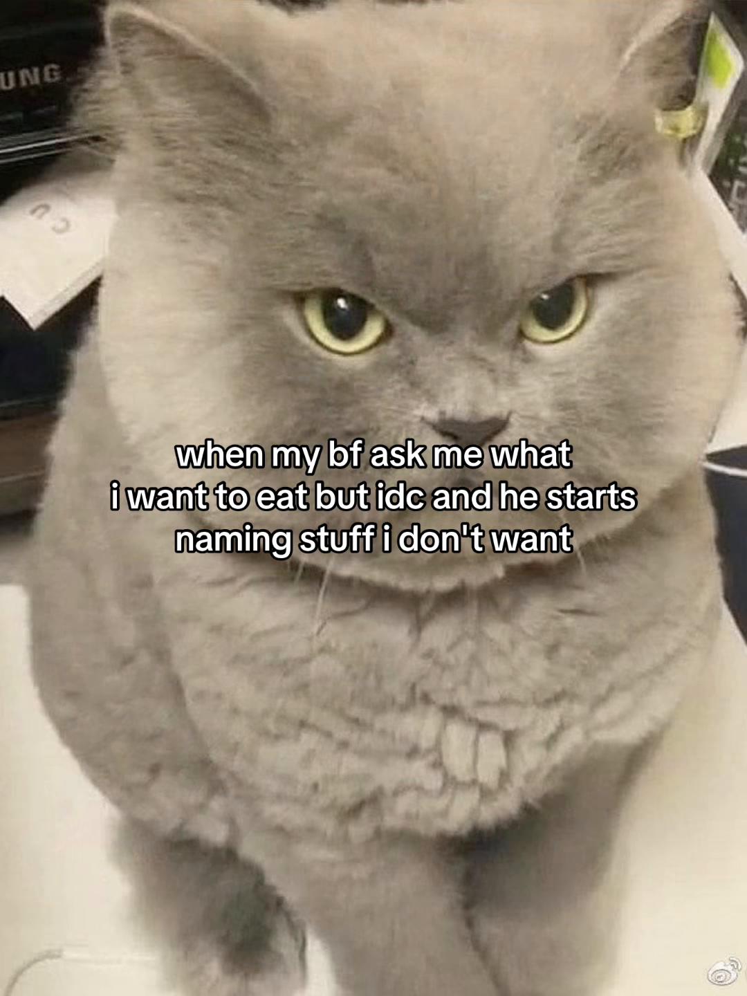 @Alice.cattok