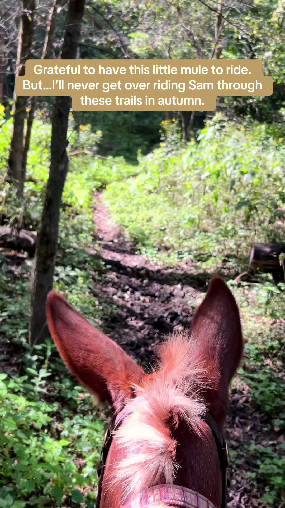 @SaddleSnaps