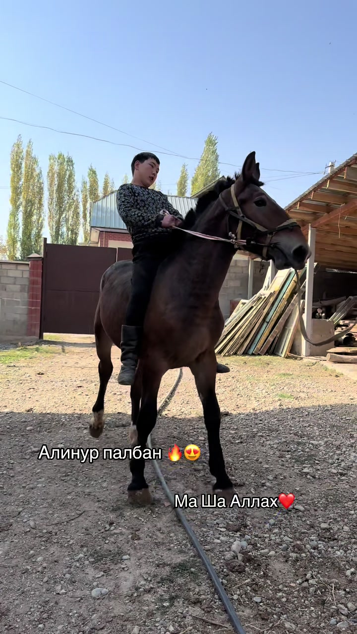 @aksy.jylkylary