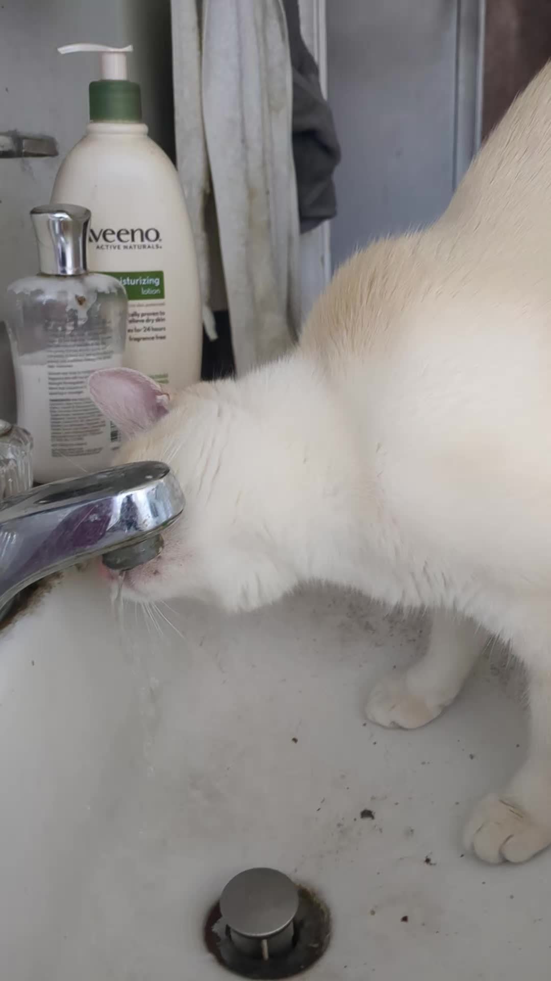 @some cats and their mama