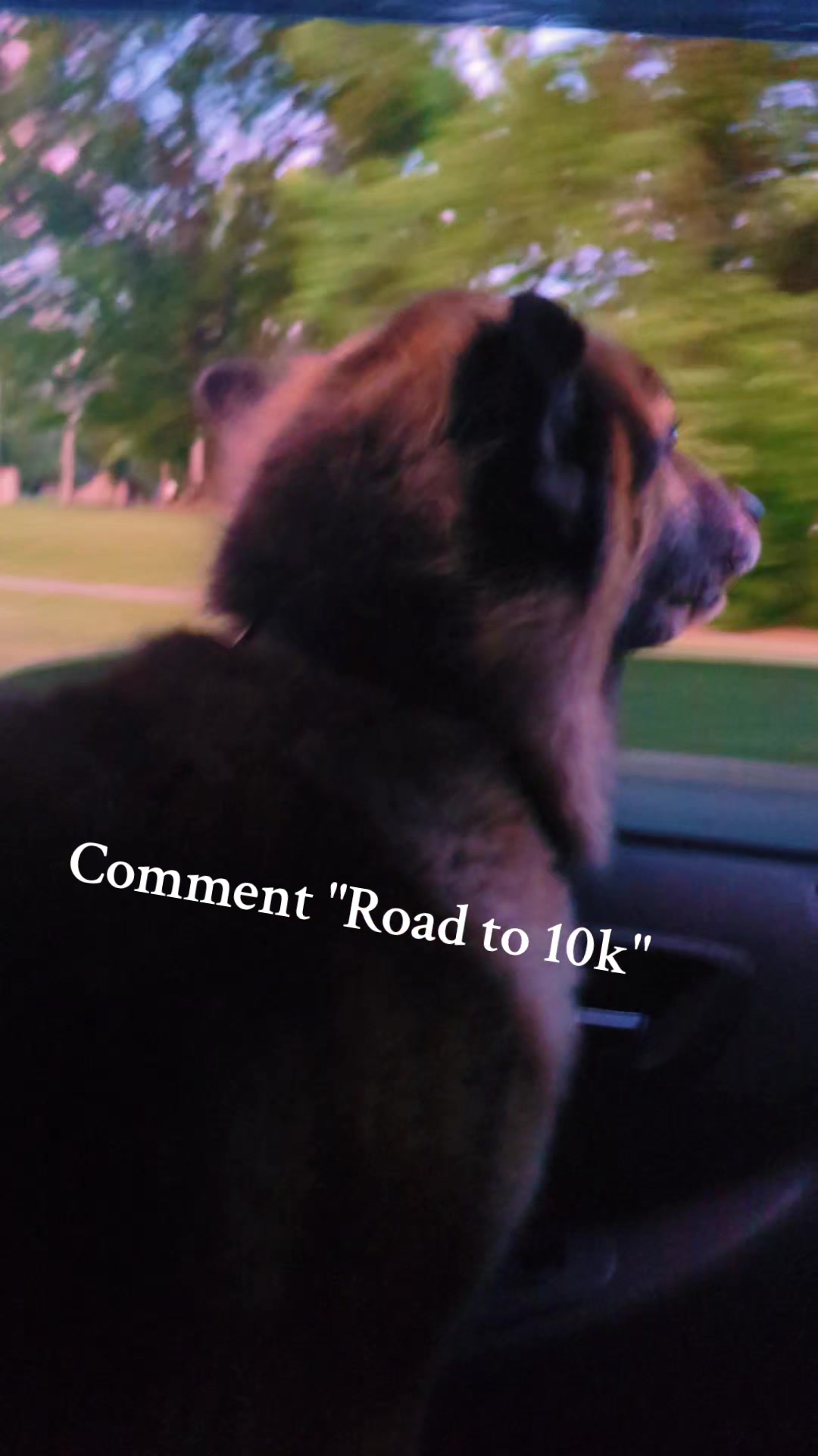 @Maxwell the Fluffy Buddy