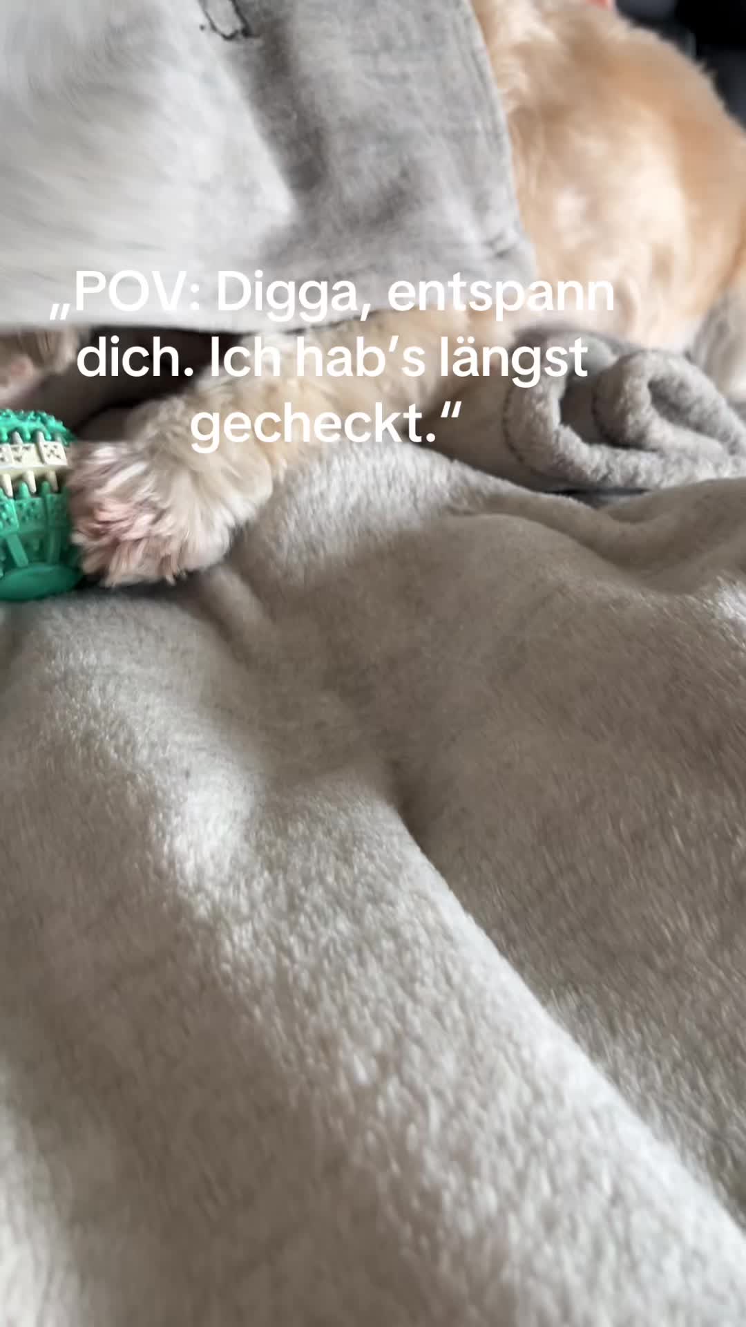 @DogMilow