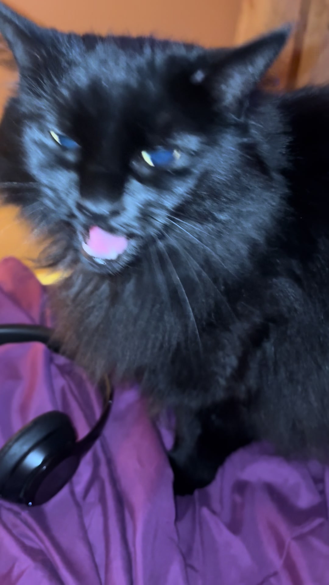 @NICO NATION 🐈⬛