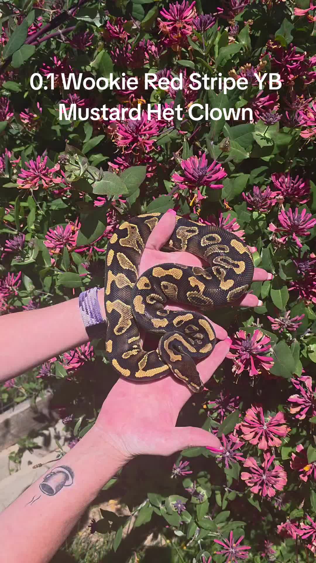 @Proxima Reptilis