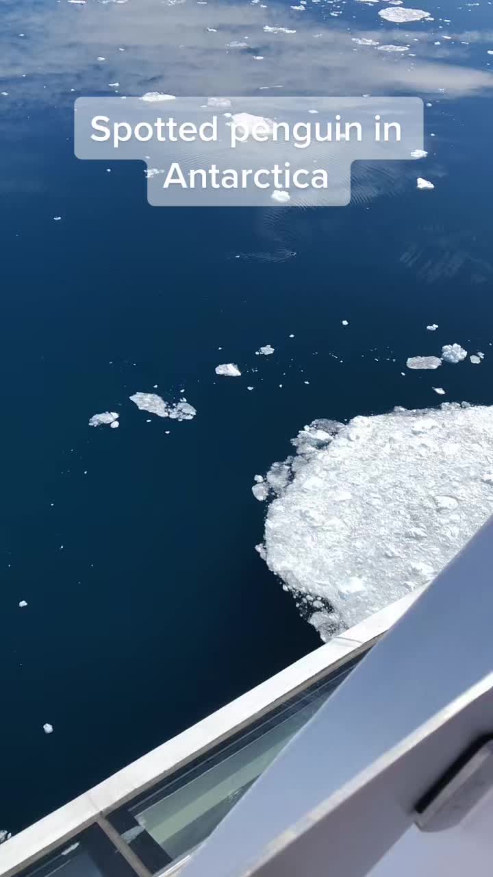 @XPDtion🐋🚢⚓️