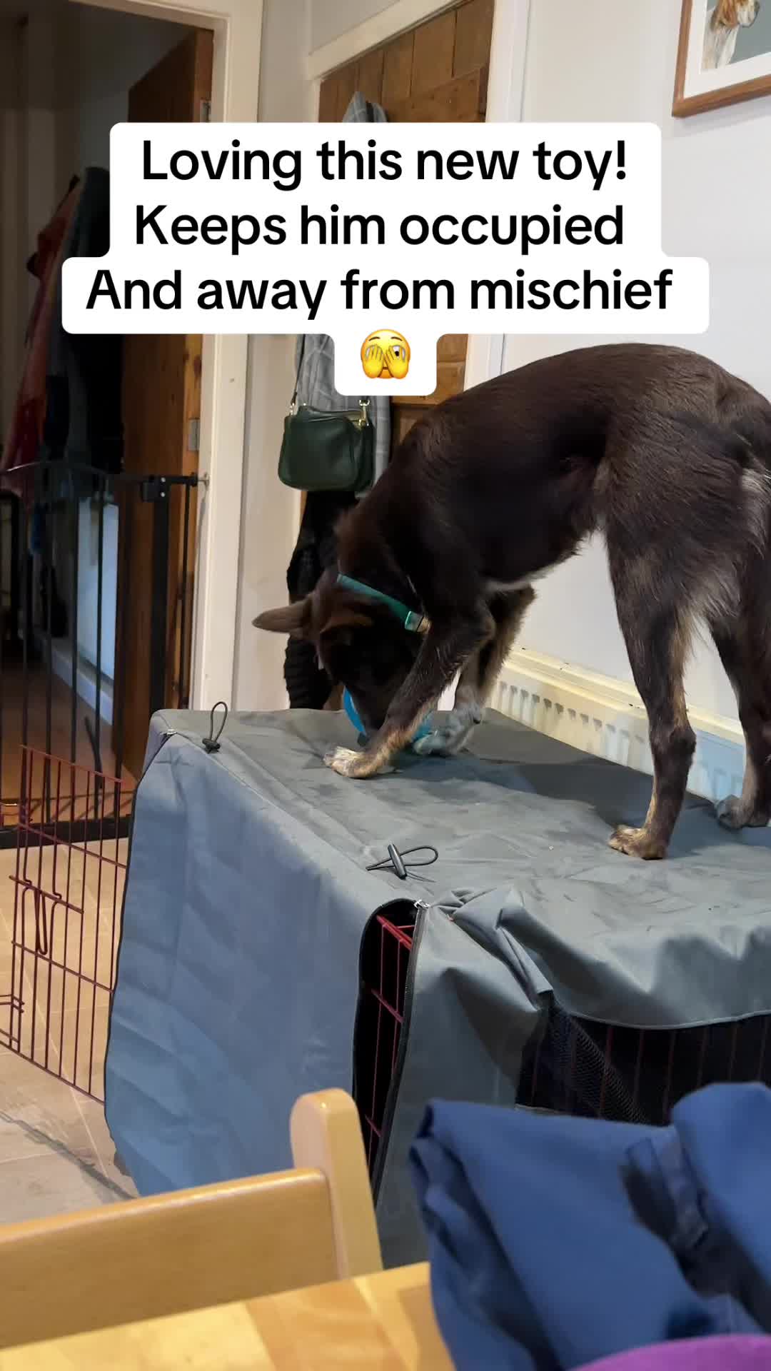 @Marti Border Collie Geek