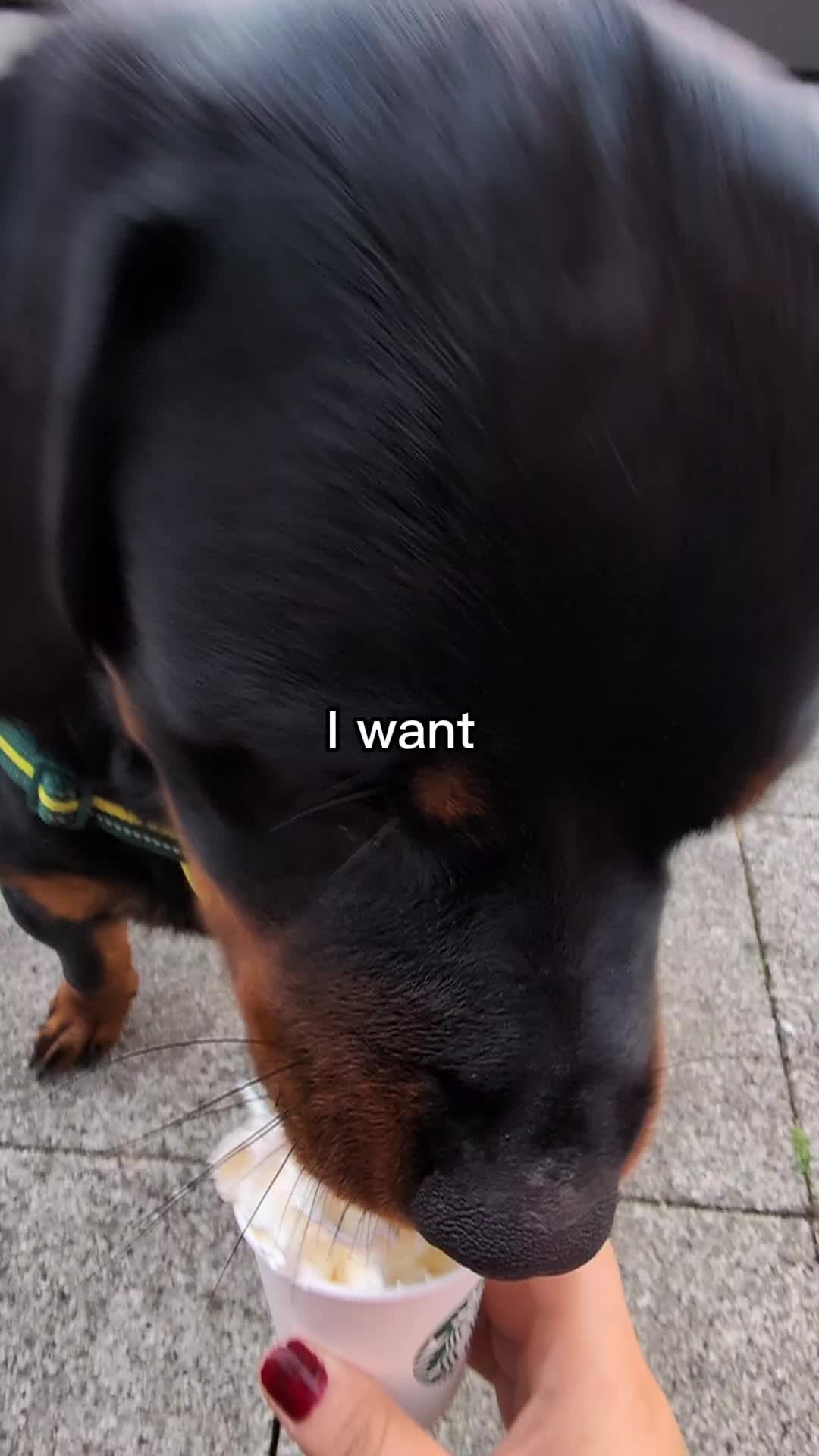 @Rio The Rottie 🐾🐶