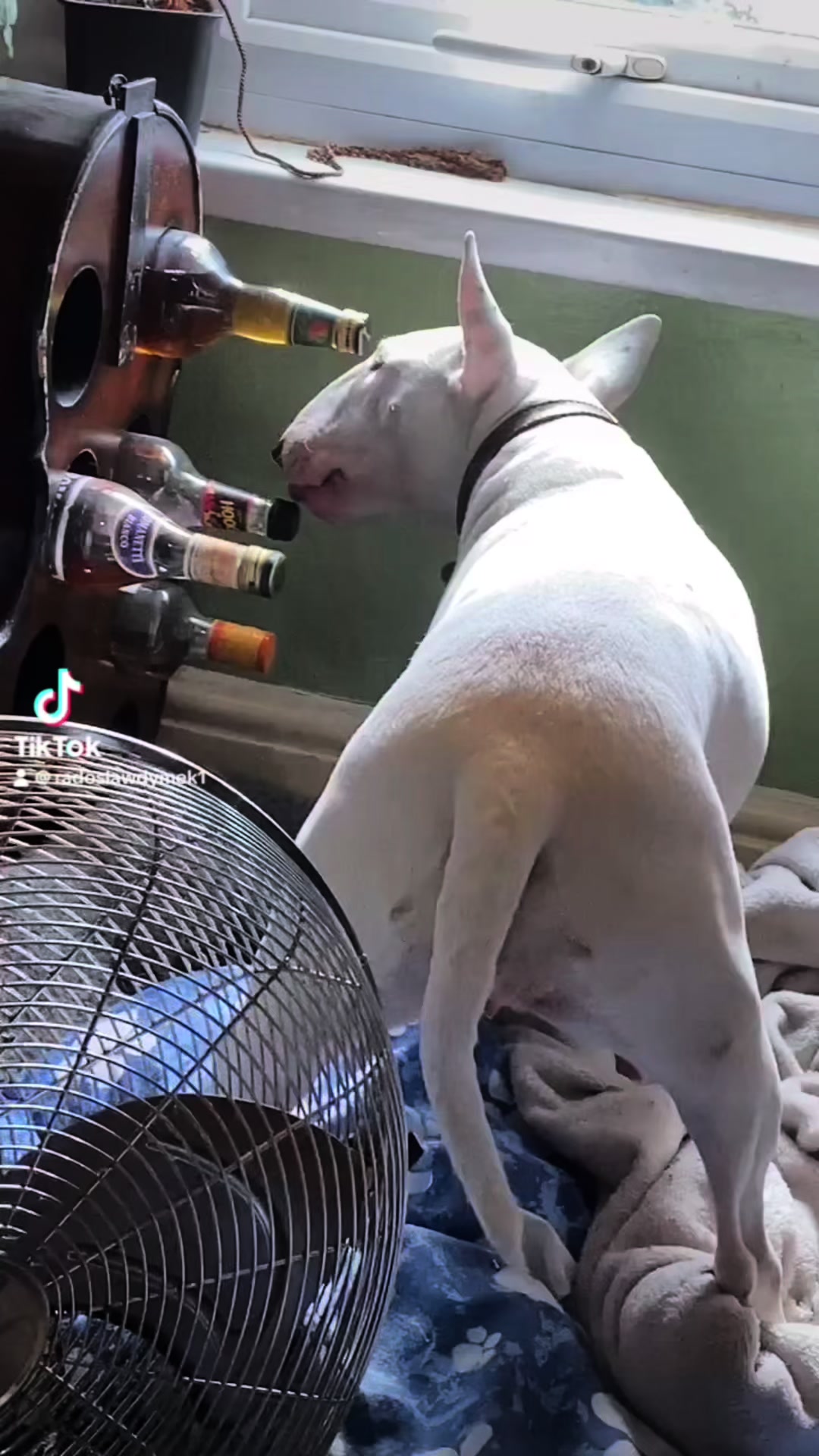 @BullTerrierlove Baby Bella