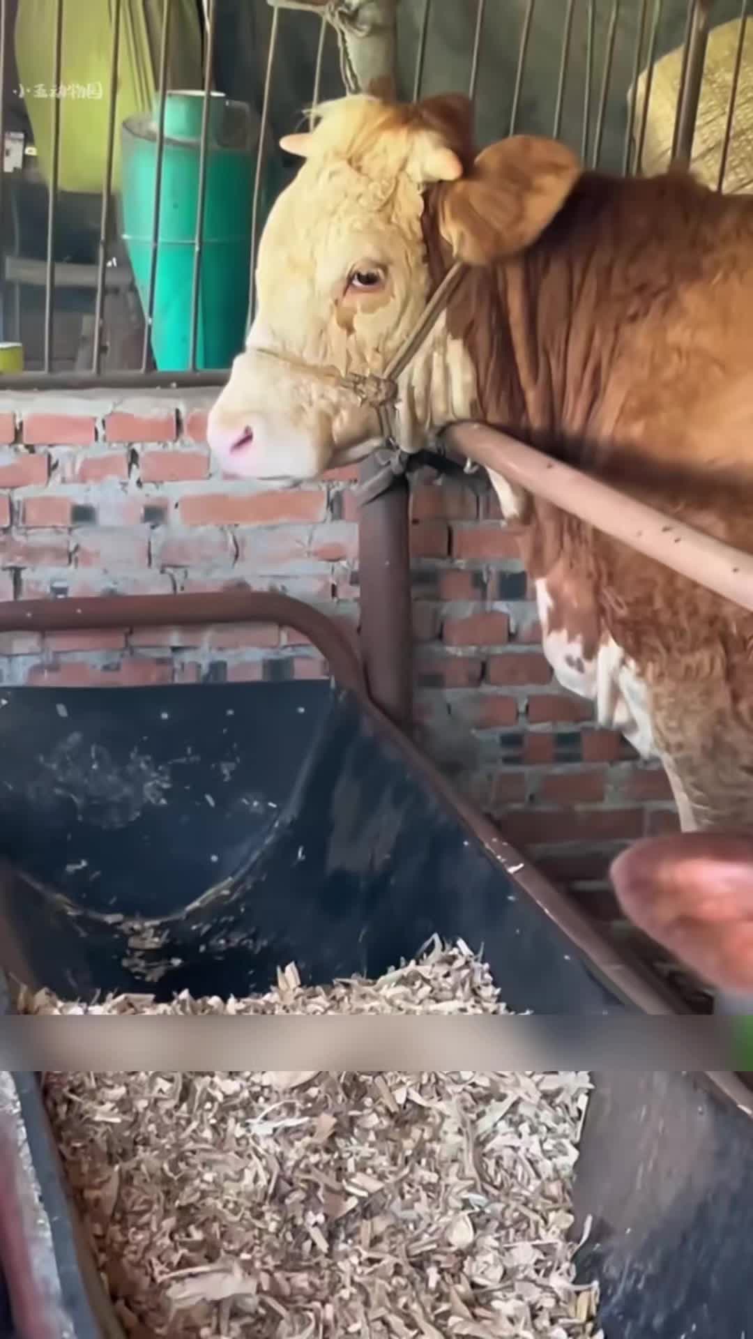 @Zatsugaku Animal