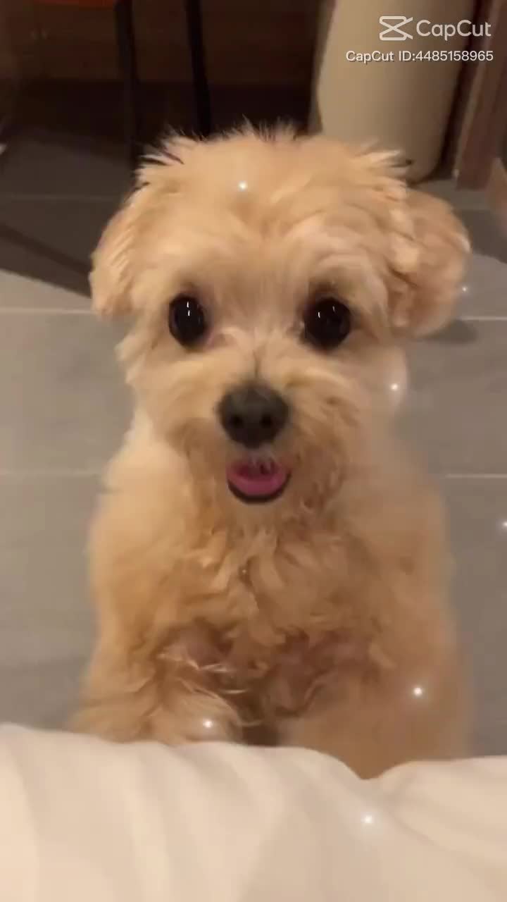 @petmartopia