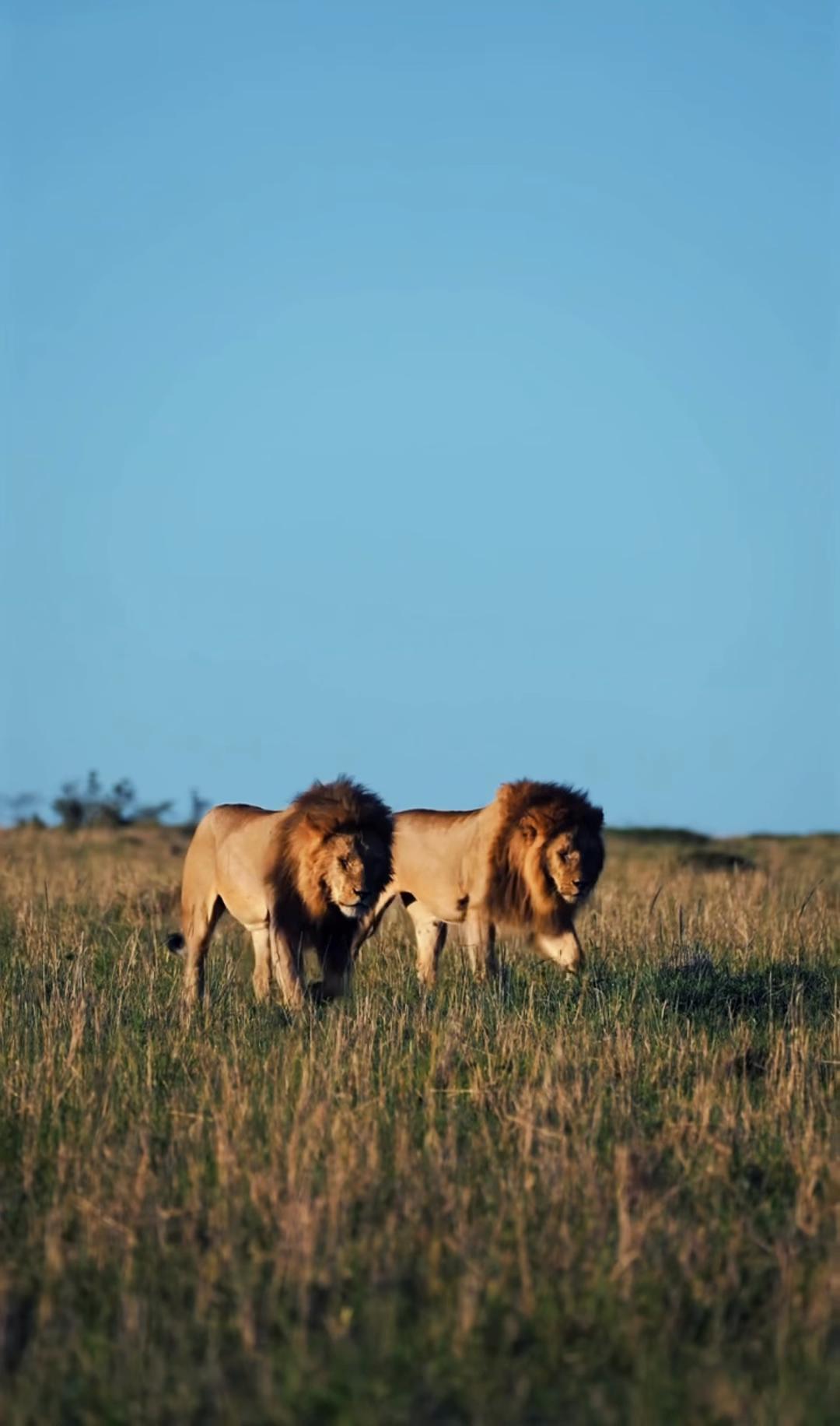 @lion_world5