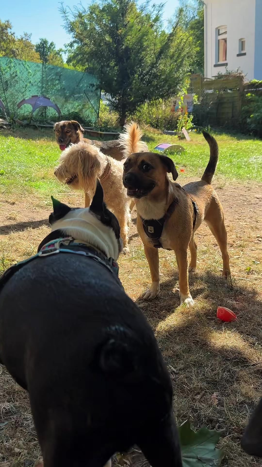 @Olesia • Hundezentrum Lapki