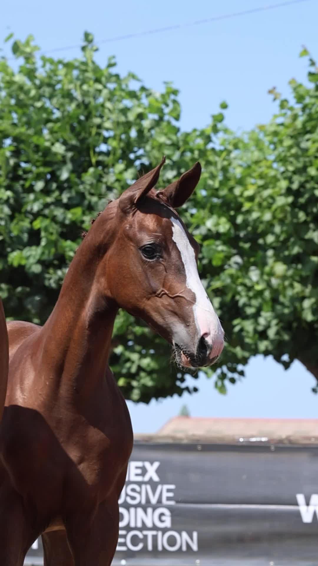 @HorseQuest - Horses for Sale