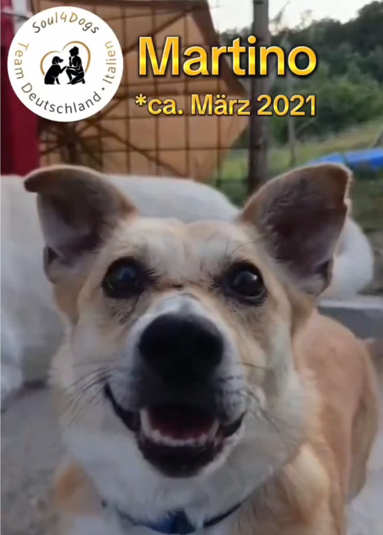 @soul4dogs