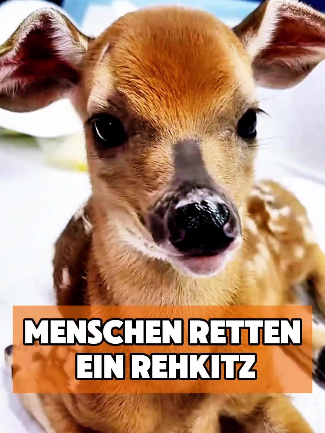 @toto_tier