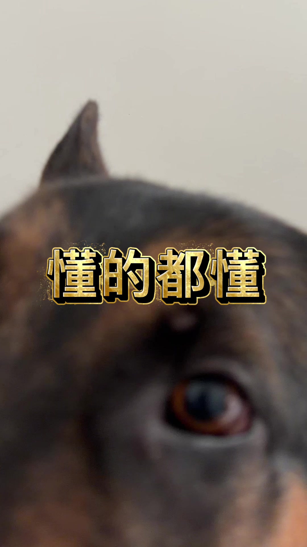 @Ginger-金橘德牧