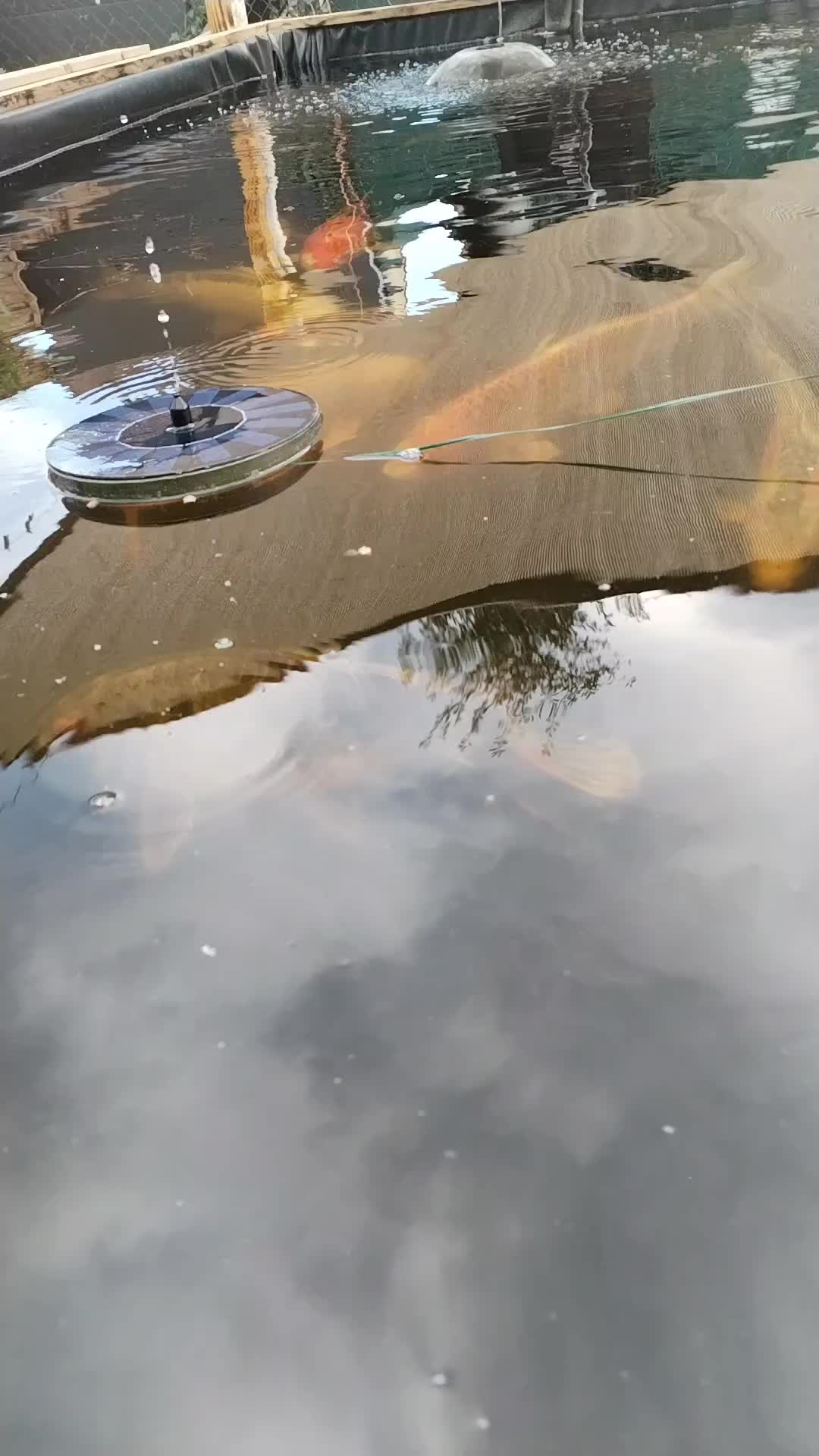 @koi 62