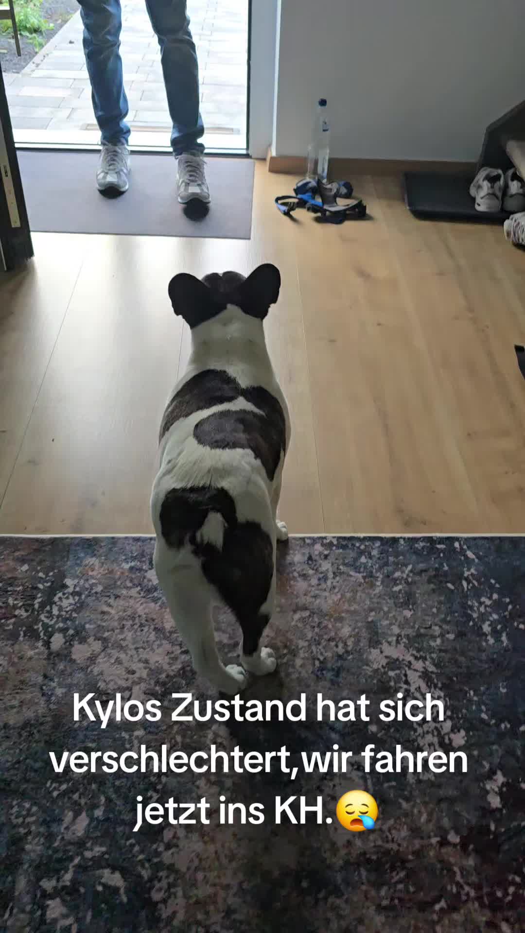 @Kylo und Samy 💙💙🐶🐕🍀🍀