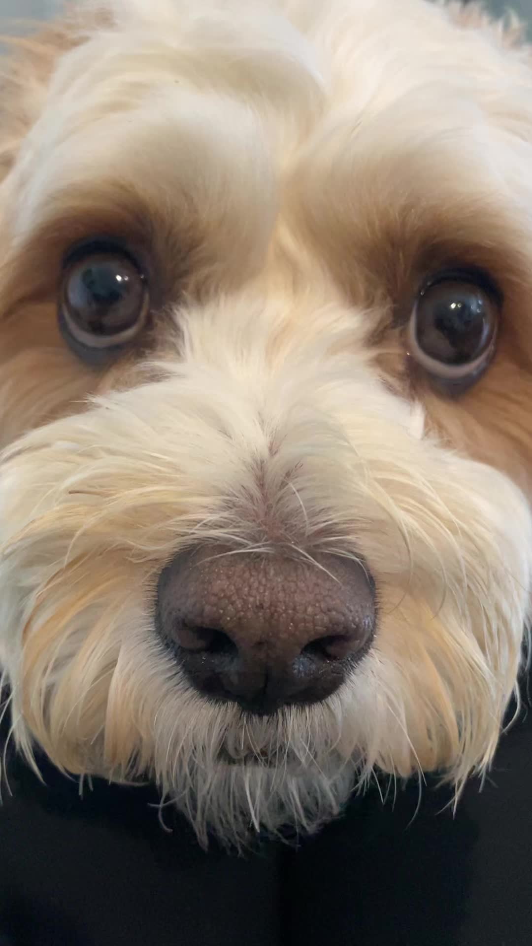 @My Cavachon
