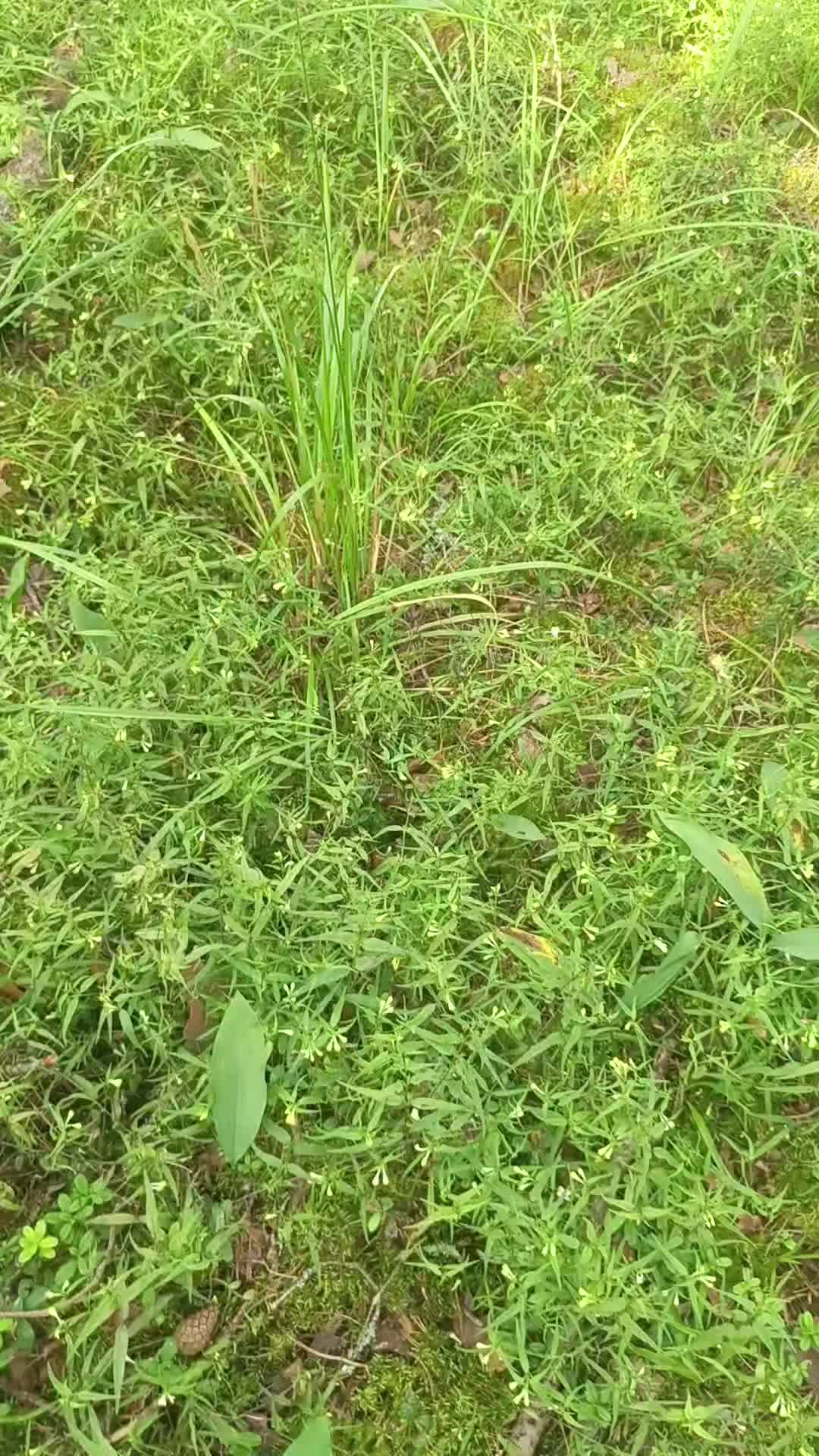 @мучачо