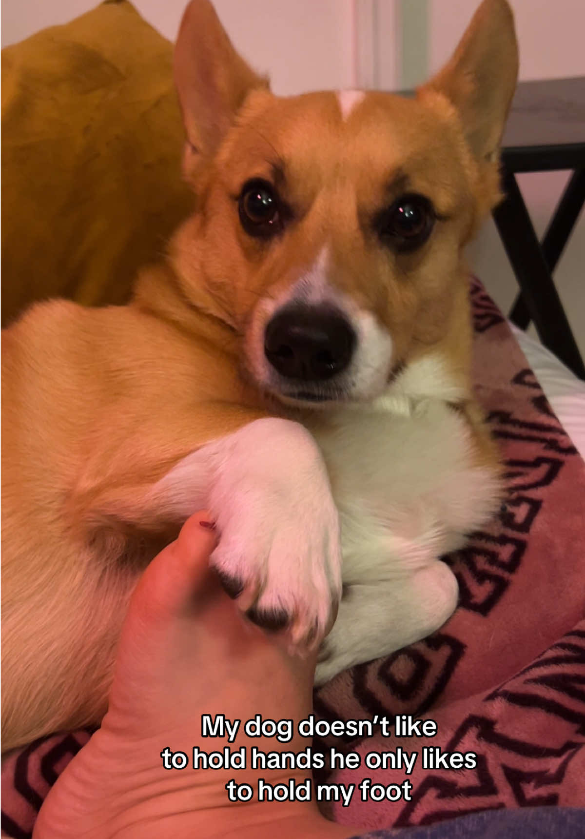 @Cosmo The Cute Corgi