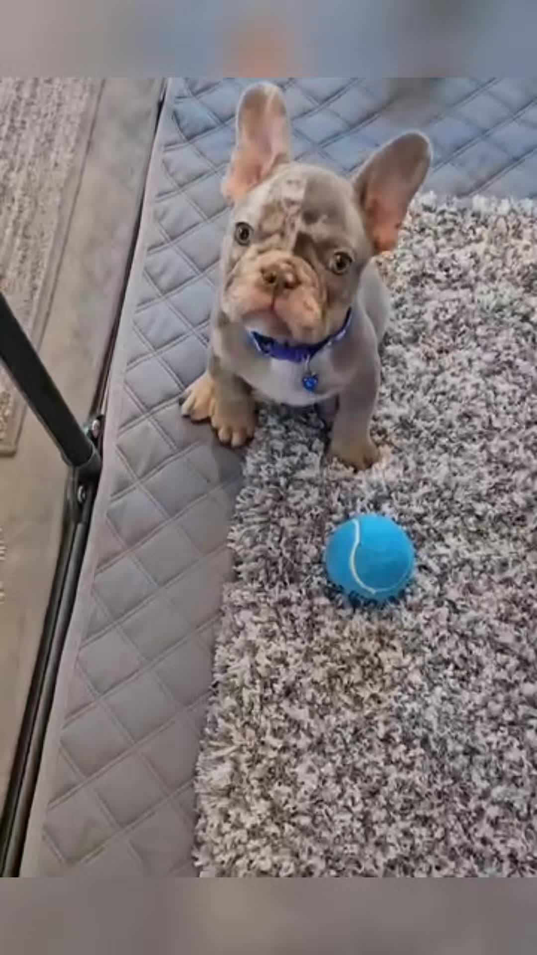 @Colorado Frenchies