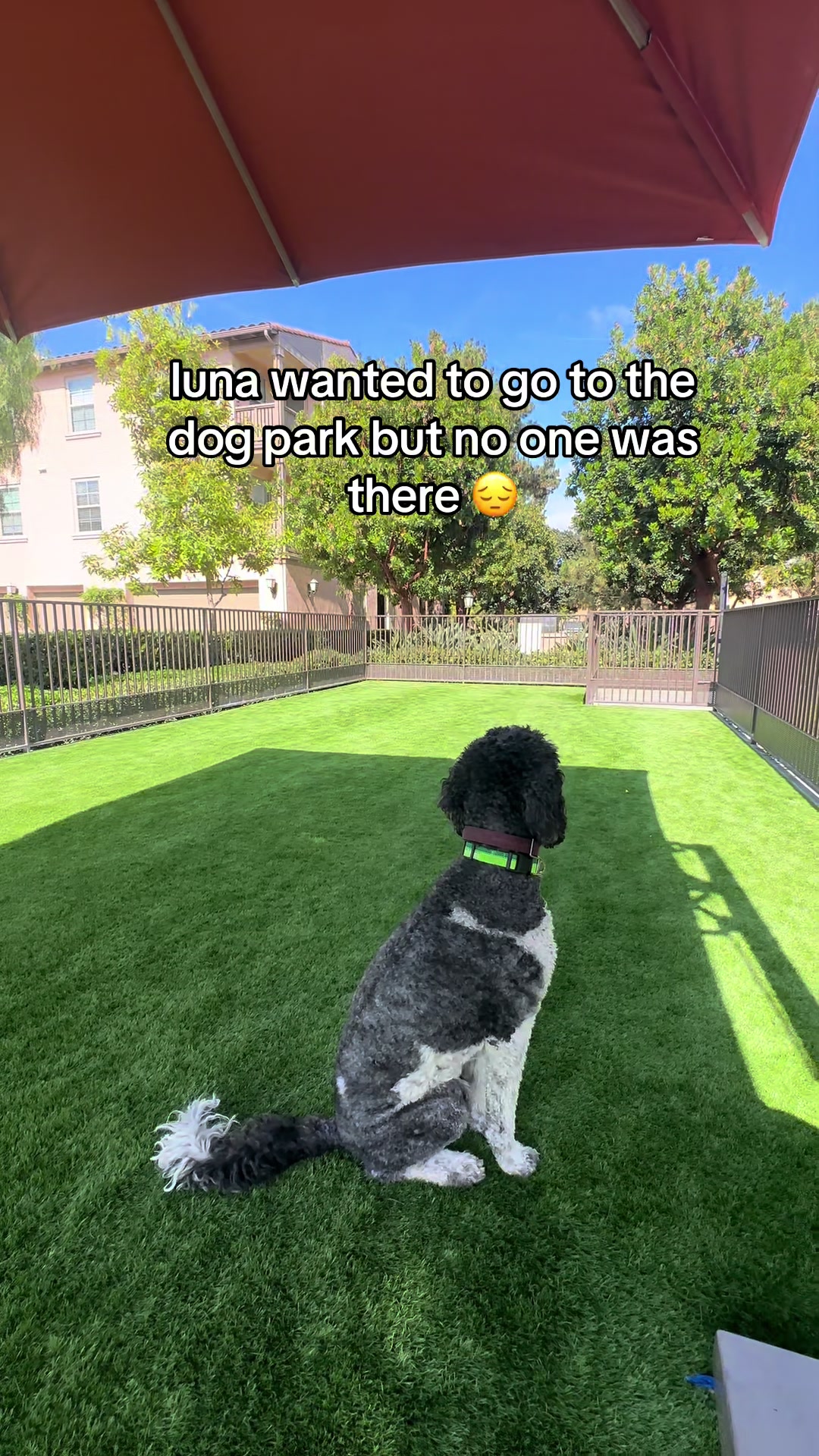 @Luna - The Goodest Labradoodle