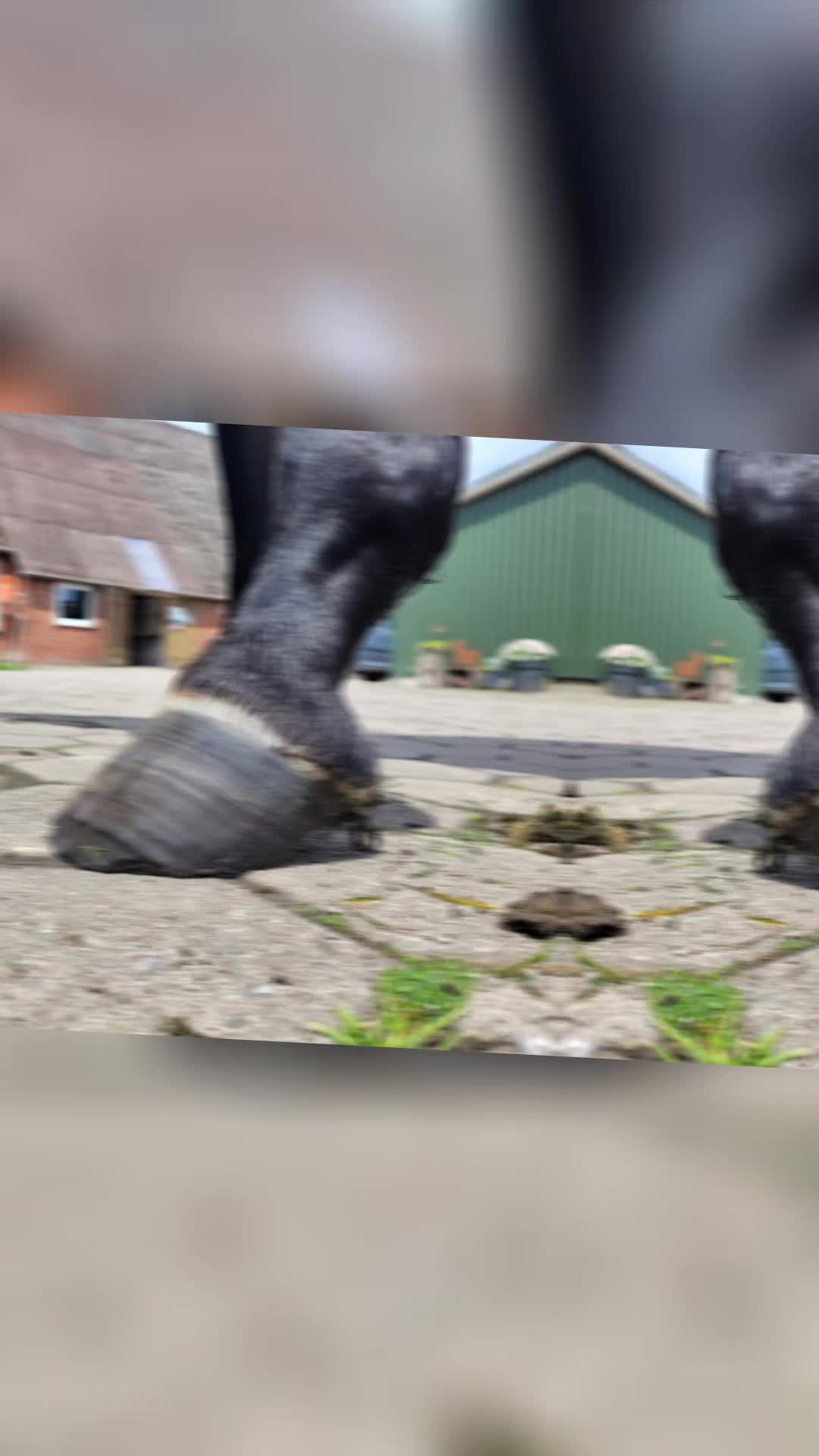 @skilly.hoof.hufpflege
