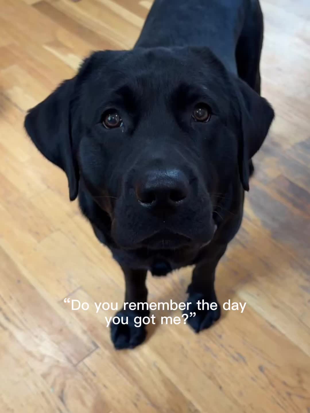@DennisTheBlackLab