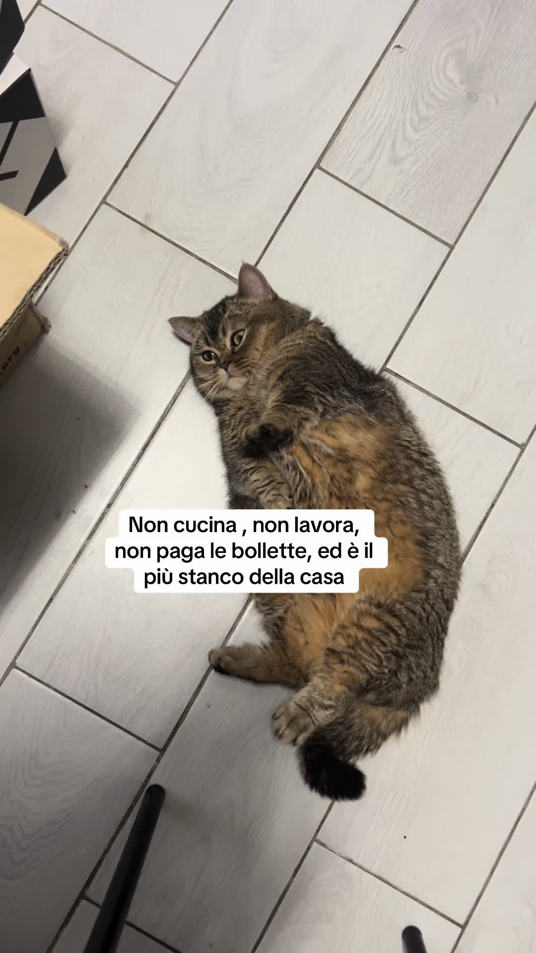 @alyssa gatto salsiccia