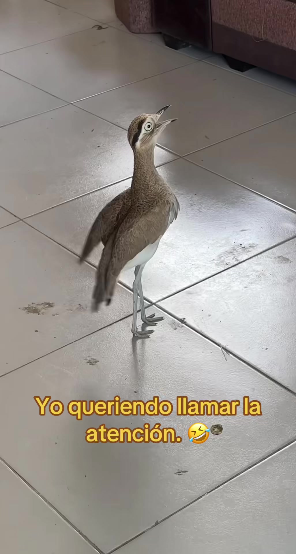 @Miguel 🐾♥️🤣