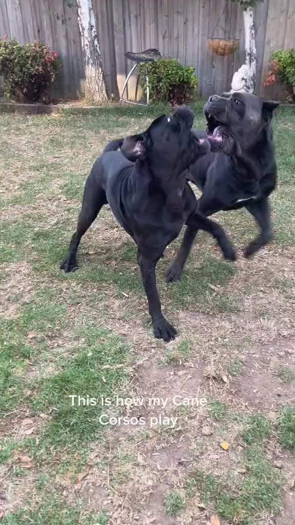 @Cane Corso For Adoption