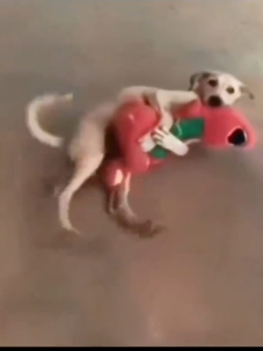@thedogmeme