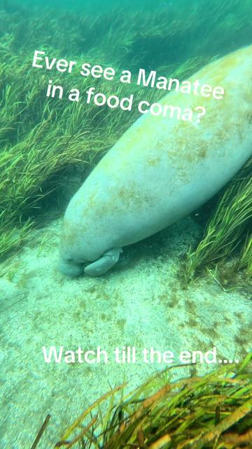 @BradTheOriginalManateeMafia