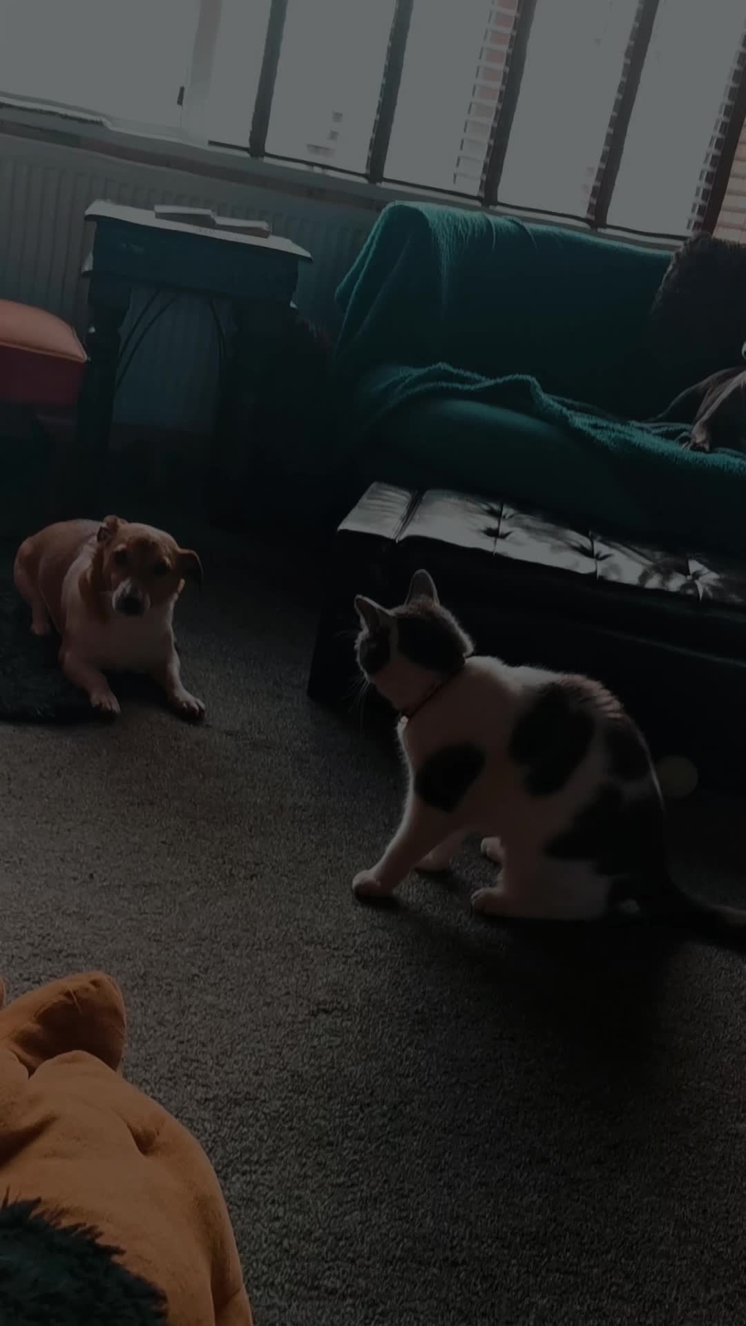 @Kitbullstyle