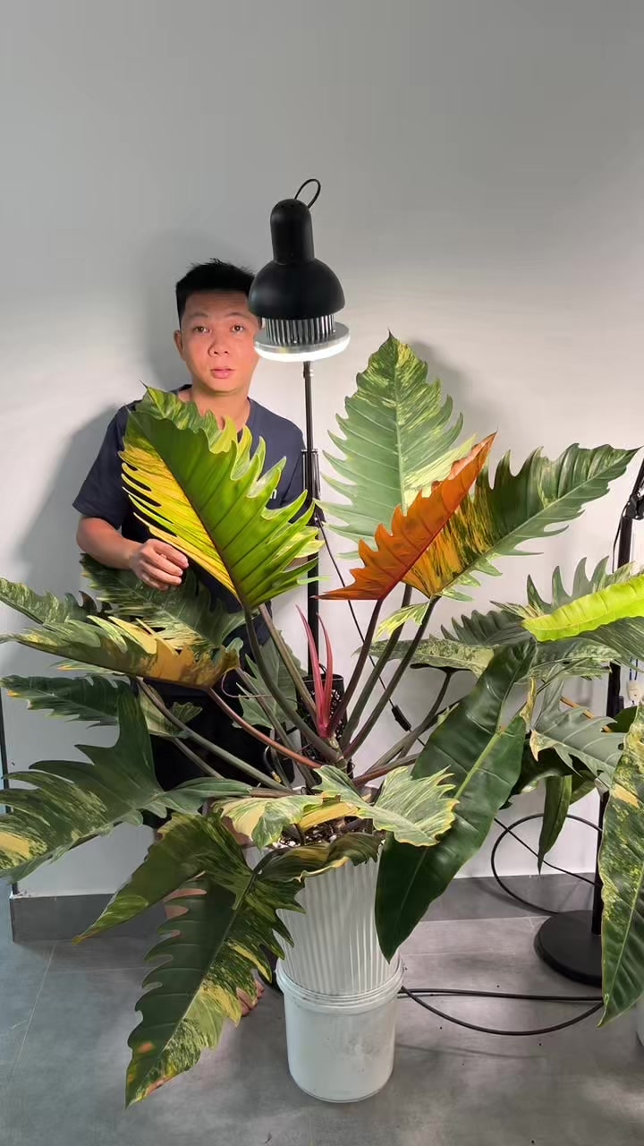 @Huy Kiểng L&aacute;